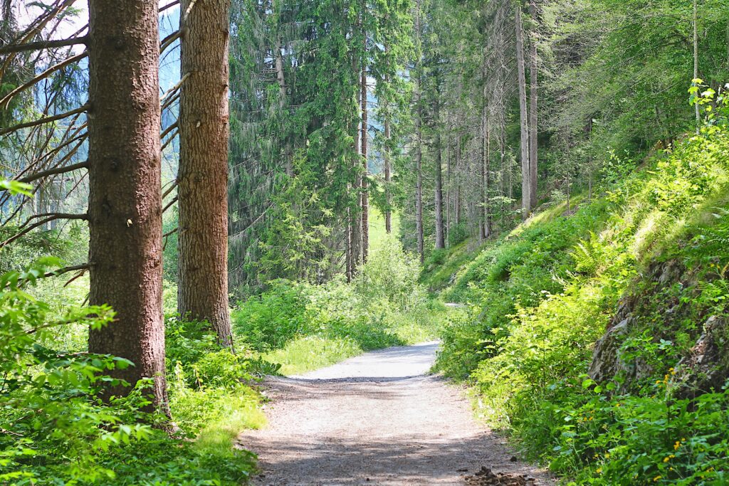 „Waldweg im Sonnenlicht – typisches Schweizer Geocaching‑Abenteuer“